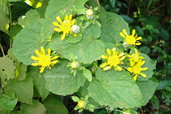 Cissampelopsis calcadensis